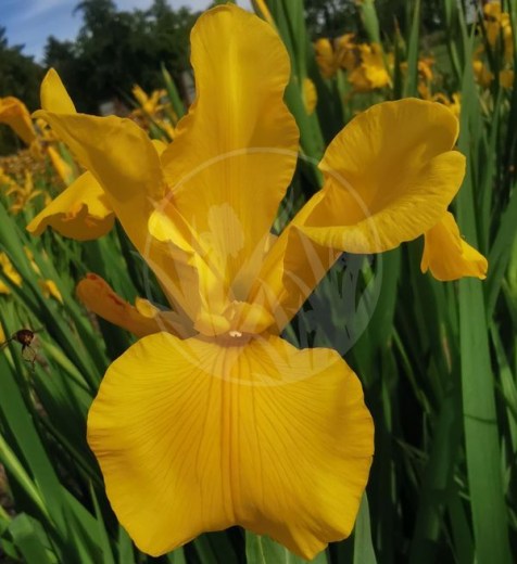 Zlatá Záře IMG_20220621_173305upr17